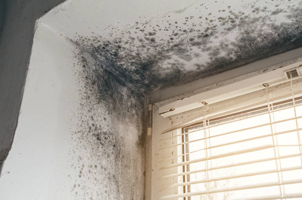 Affordable Mold Removal solutions in Parsippany, NJ