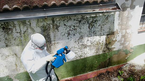 Top rated local Mold Removal specialists in Parsippany, NJ